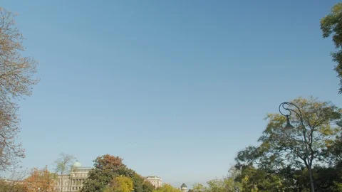 Trees Look Up View Stock Footage 122163830