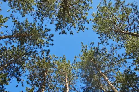 Trees Looking Up at Blue Sky Stock Photos