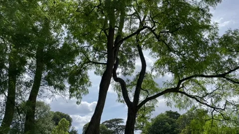 Trees Looking Up 스톡 동영상 281076461