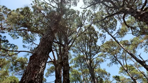 Trees - looking up in forest, blue sky and treetops Stock Footage 96228766