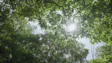 Trees looking up green leaves forest spring perspective view sky sunny. Stock Footage 208596948