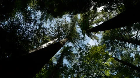 Trees Low Angle Stock-Footage 26605376
