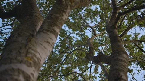 Trees from low angle, leaves waving, calming, tripod shot Stock Footage 257332656
