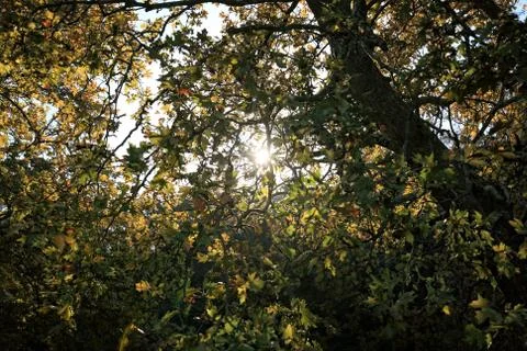 Trees from low angle Stock Photos