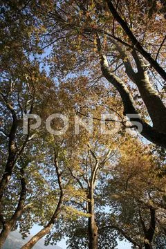Trees from low angle Stock Photos