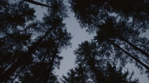 Trees Low Angle Rotation Dark Stock Footage 179577310