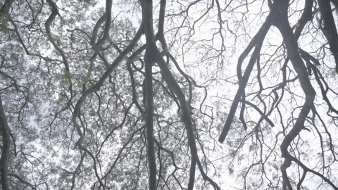 Trees Low angle Rotation Footage 스톡 동영상 310388299