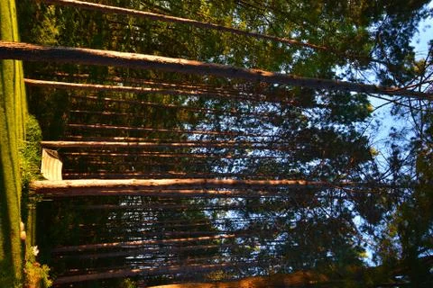 Trees in low light 2 Stock Photos
