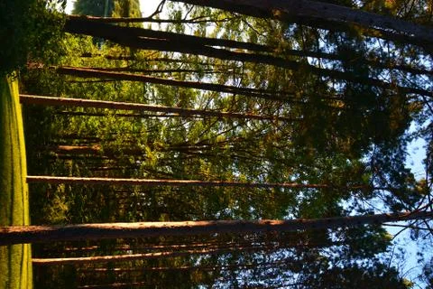 Trees in low light Stock Photos