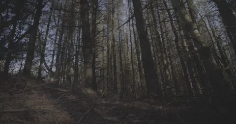 Trees, low view, 4k, VLOG, 24fps Stock Footage 277230789