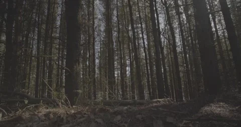 Trees, low view, 4k, VLOG, 24fps Stock Footage 277230884