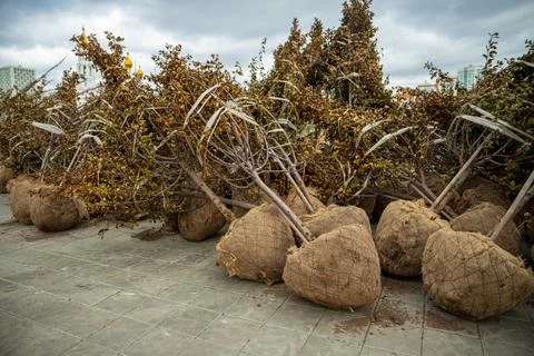 Trees with a lump of earth in burlap close up. Trees prepared for planting Stock Photos