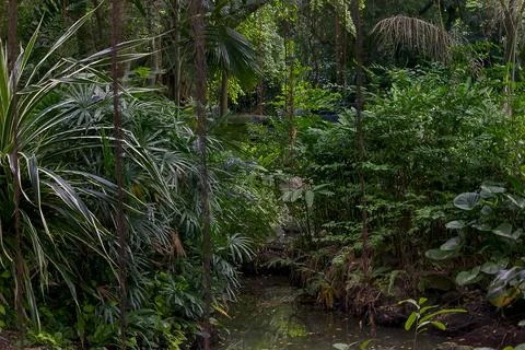 Trees in the lush rainforest Stock Photos