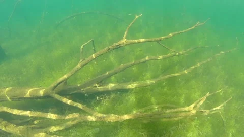 Trees lying at bottom of lake in sunlight among algae. Underwater shooting. Stock Footage 243428744