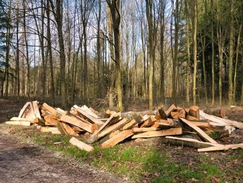 Trees made into logs in the forest. Stock Photos