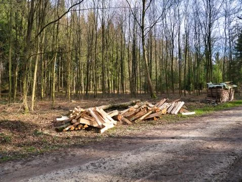 Trees made into logs in the forest. Stock Photos