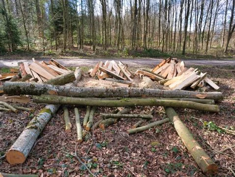 Trees made into logs in the forest. Stock Photos