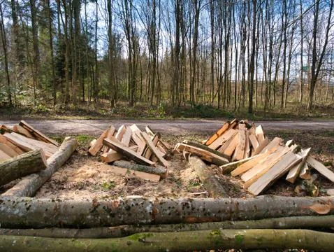 Trees made into logs in the forest. Stock Photos