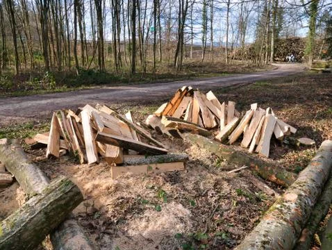 Trees made into logs in the forest. Stock Photos