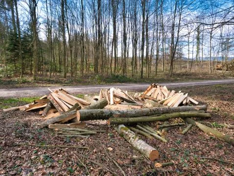 Trees made into logs in the forest. Stock Photos