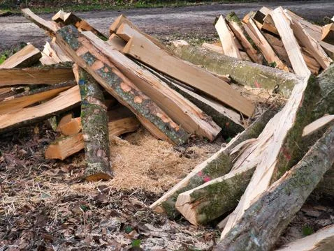 Trees made into logs in the forest. Stock Photos