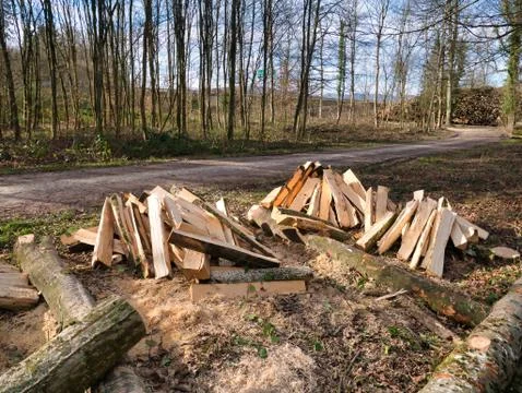 Trees made into logs in the forest. Stock Photos