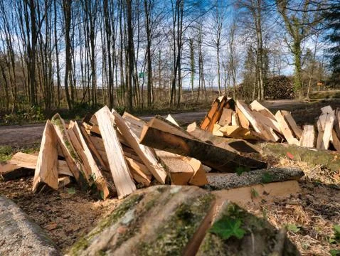 Trees made into logs in the forest. Stock Photos