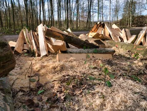 Trees made into logs in the forest. Stock Photos