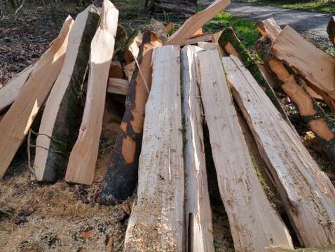Trees made into logs in the forest. Stock Photos
