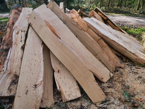 Trees made into logs in the forest. Stock Photos
