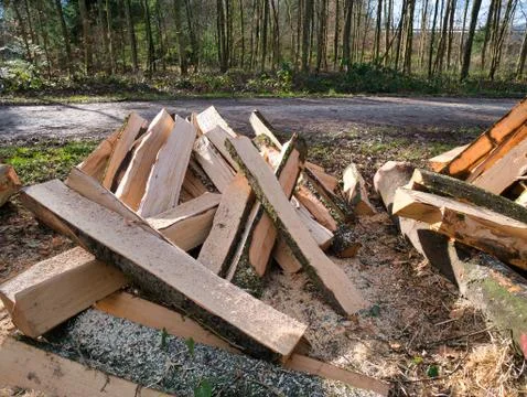 Trees made into logs in the forest. Stock Photos