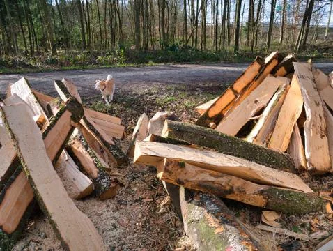 Trees made into logs in the forest. Stock Photos