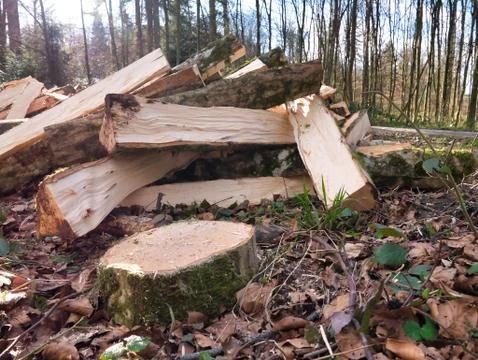 Trees made into logs in the forest. Stock Photos