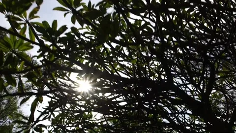 Trees of Madeira Stock Footage 142130033