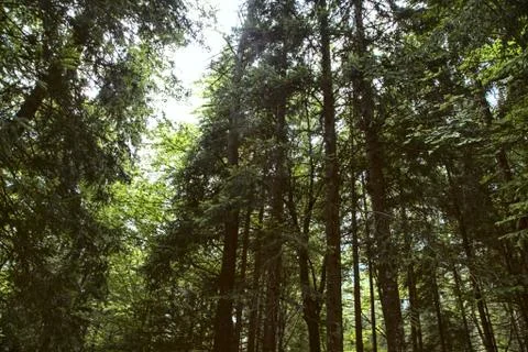 Trees that make a canopy in a forest in the mountains. Stock Photos