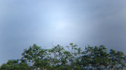 Trees with many branches and green leaves swaying in the wind Stock Footage 287937176