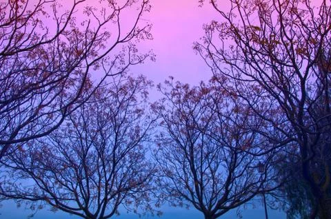 Trees with many branches, winter colored sky Stock Photos