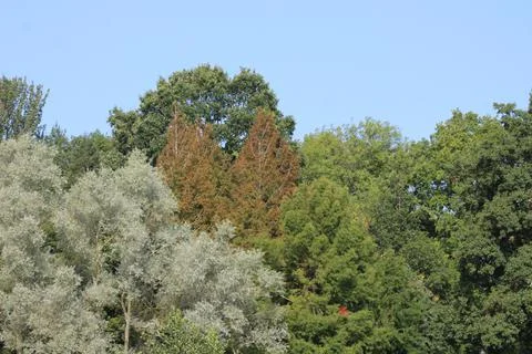 Trees of many colours Stock Photos