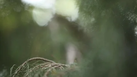 Trees with many leaves illuminated by the suns rays  13 Stock Footage 330130806