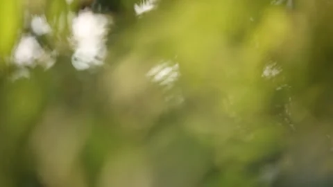 Trees with many leaves illuminated by the suns rays  15 Video stock 330130837
