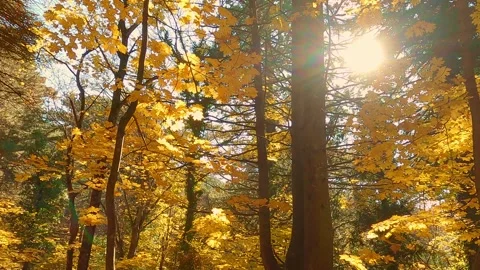 Trees in maple forest with yellow leaves in autumn Stock-Footage 243987254