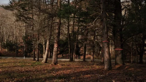 Trees marked for cutting Stock Footage 320806143