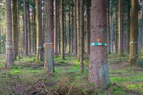 Trees marked for deforestation Stock Photos