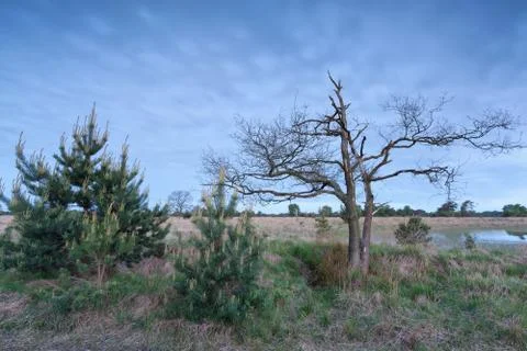Trees on marsh in dusk Stock Photos