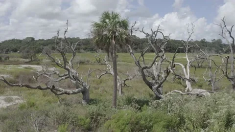 Trees In The Marsh Stock Footage 148594563