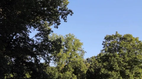 Trees masking a blue sky 動画素材 91753041