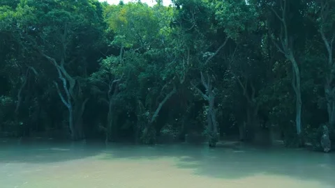 Trees with massive lush crowns are growing in the waters of Tahas river  Stock Footage 318713814