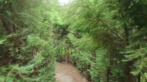 Trees Maze Walkway Stock Footage 247134360