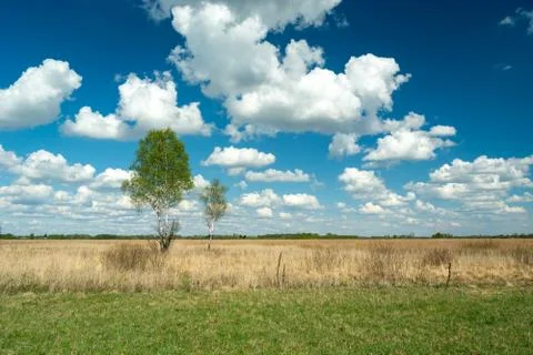 Trees on the meadow and white clouds against the blue sky Stock Photos