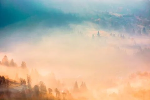 Trees on meadow between hillsides with conifer forest in fog at sunrise Stock Photos